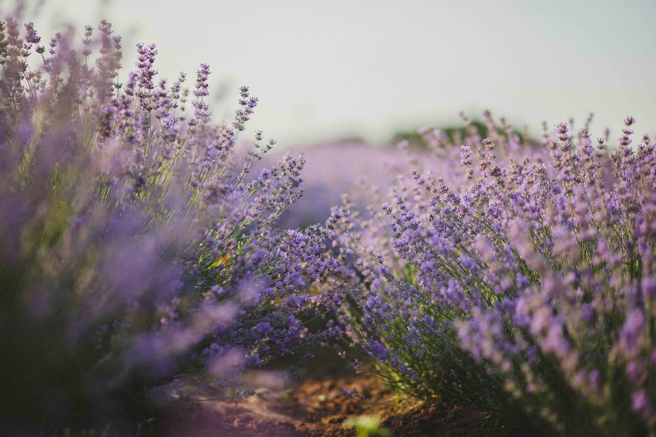 Explore the tranquil beauty of a lavender field in full bloom under the daylight.